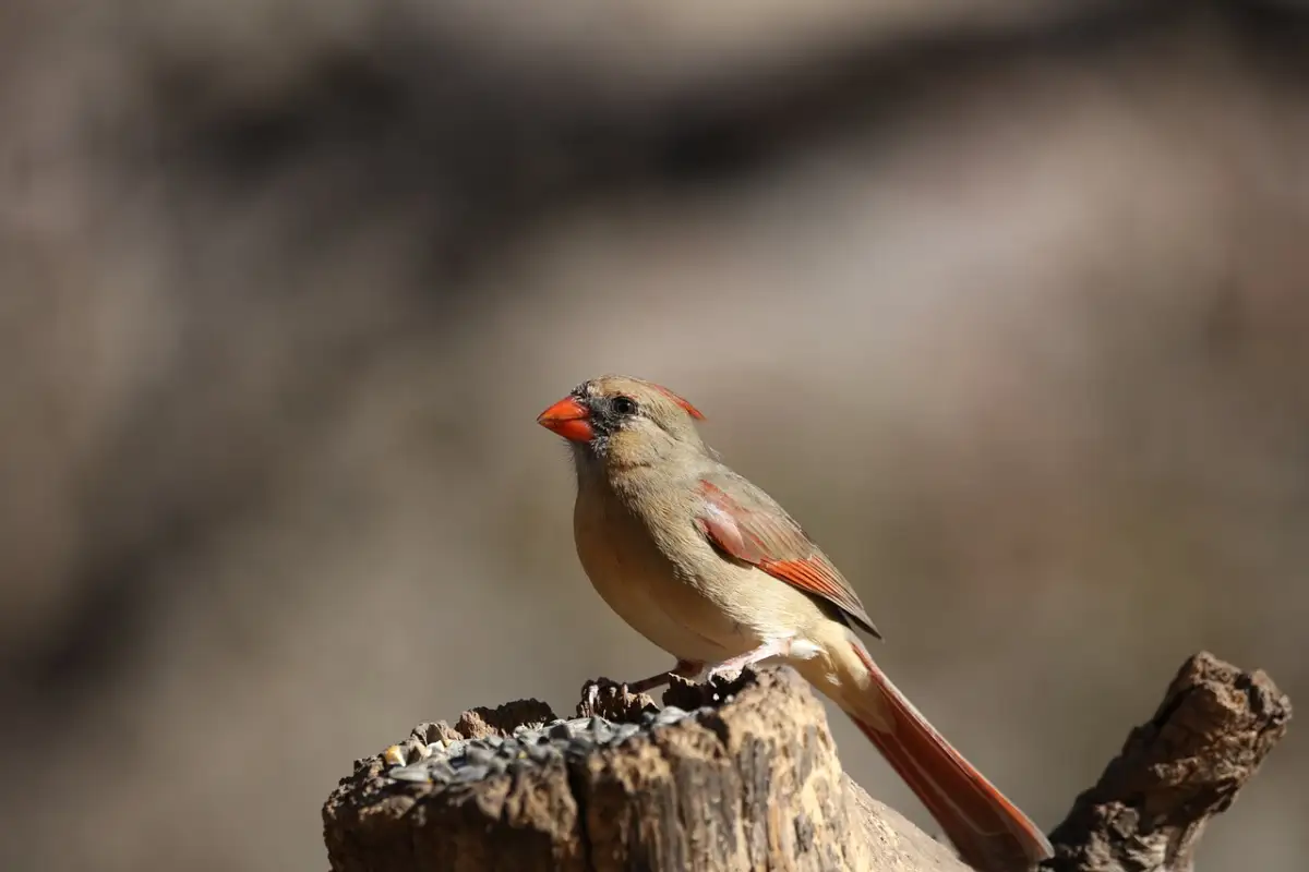 後悔しない人生の選び方——主婦のための未来設計術